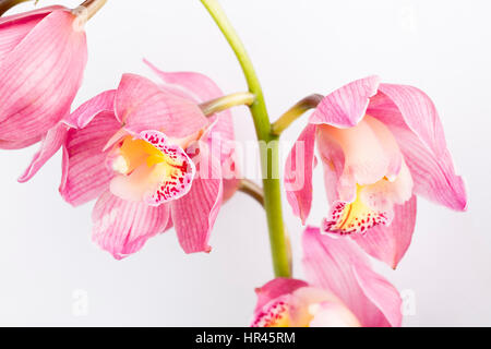 Branche d'orchidée rose isolé sur fond blanc. Banque D'Images