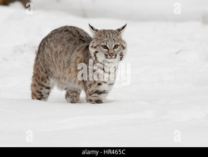 Bobcat dans la neige blanche froide Banque D'Images