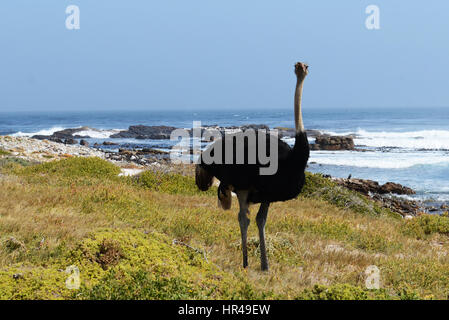 Autruche d'Afrique (Struthio camelus) à côté de la plage, près du Cap de Bonne Espérance, Western Cape, Afrique du Sud Banque D'Images