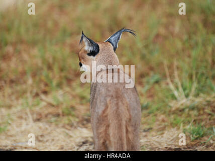 Une belle Caracal en Afrique du Sud. Banque D'Images