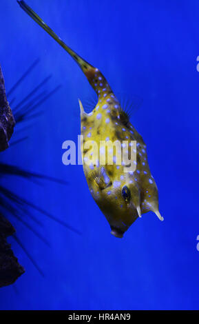 Un Cowfish Longhorn. Banque D'Images