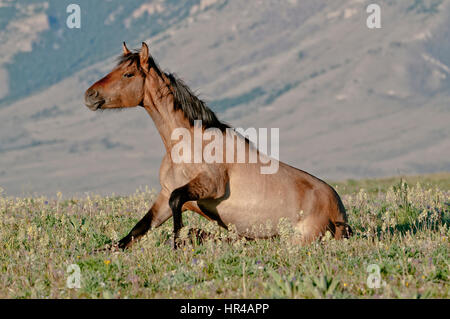 Wild horse (Mustang) dans les Montagnes Pryor Gamme cheval sauvage dans le sud de Montana se lever Banque D'Images