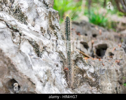 Cactus poussant dans et entre les rochers à St Bart's Banque D'Images