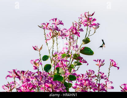 Humming Bird approchant un arbre plein de fleurs à Gustavia St Bart's Banque D'Images