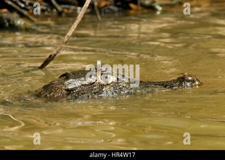 Le Caïman Yacare habitent l'Amérique centrale et du Sud. Ils sont relativement petits crocodiliens, mais passera à 2 - 3 m. Banque D'Images