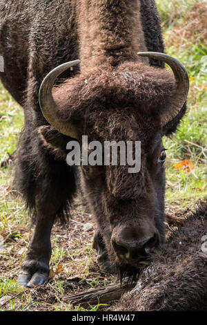 Une autre femelle American Bison bison au Northwest nuzzling Trek Wildlife Park, près de Washington, aux États-Unis, d'Eatonville Banque D'Images