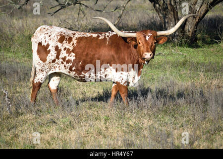 Un Texas Longhorn brun et blanc donne directement à l'appareil photo alors que le pâturage dans un champ. Banque D'Images