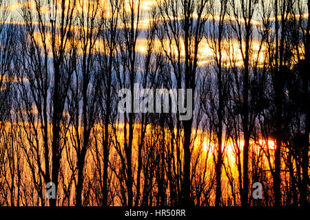 Mur d'arbres au coucher du soleil,des arbres, des ombres, des silhouettes d'arbres, heure d'or, couleurs saturées d'écran Banque D'Images