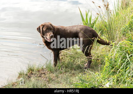 Une alerte de couleur chocolat adultes Labrador Retriever se dresse au bord de l'eau tout en regardant derrière. Banque D'Images
