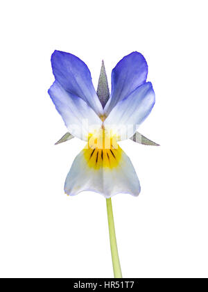 Viola Flower isolated on White Banque D'Images