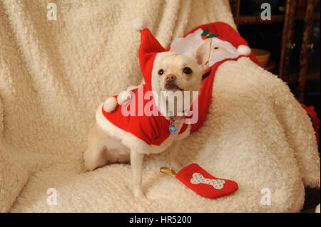 Chihuahua dog in Santa Outfit Banque D'Images