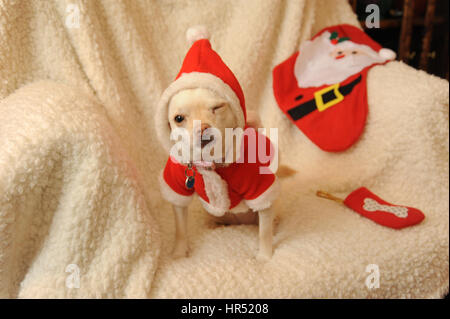 Chihuahua dog in Santa Outfit Banque D'Images