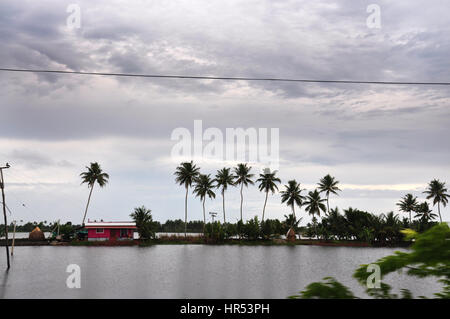 Des cocotiers, Alleppy, Kerala, Inde, (Photo Copyright © Saji Maramon) Banque D'Images