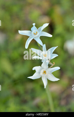 Narcisse Paperwhite, jonquilles, flore sauvage, Narcissus papyraceus, Andalousie, Espagne Banque D'Images