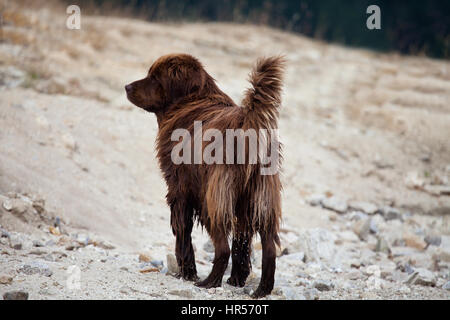 Big broun chien posant dans le lac Sand beach, animal fond Banque D'Images