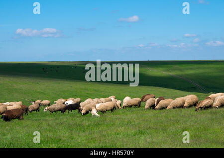 Gros plan des troupeaux de moutons. Troupeau de vaches dans la profondeur. Banque D'Images