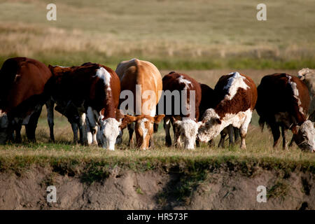 Troupeau de vaches dans les prés d'automne Banque D'Images