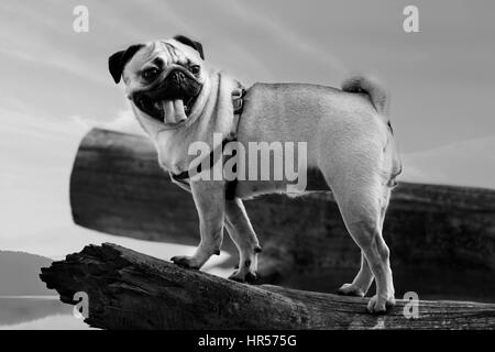 Portrait noir et blanc de petit chien pug dans la nature près du lac Banque D'Images