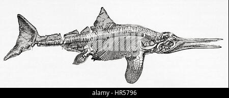 Ichthyosaure Thunnosaur. De Meyers lexique, publié 1927. Banque D'Images