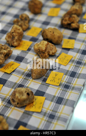 26-10-13, Alba, Italie. Marché mondial de la truffe blanche. La truffe blanche en vente pendant l'événement. Banque D'Images