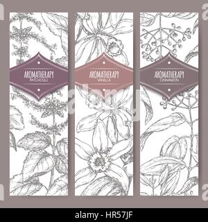 Ensemble de trois étiquettes avec le patchouli, la vanille et la cannelle. Illustration de Vecteur