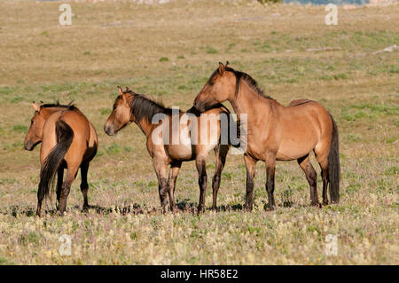 Mustang chevaux sauvages () dans les Montagnes Pryor Gamme cheval sauvage dans le sud du Montana. Banque D'Images