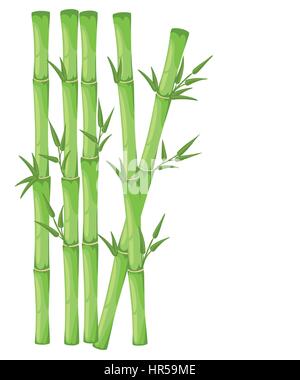 La feuille de bambou avec l'illustration vectorielle. Bambu asiatique plantes zen arrière-plan. Illustration de Vecteur