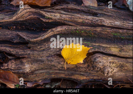 Une feuille de bouleau jaune assis sur un tronc d'arbre bouleau pourri Banque D'Images