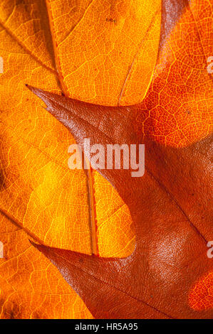 Feuilles de chêne prises dans un studio, de créer des images à l'abstrat. Banque D'Images