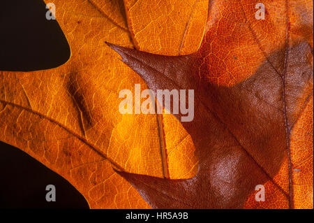 Feuilles de chêne prises dans un studio, de créer des images à l'abstrat. Banque D'Images