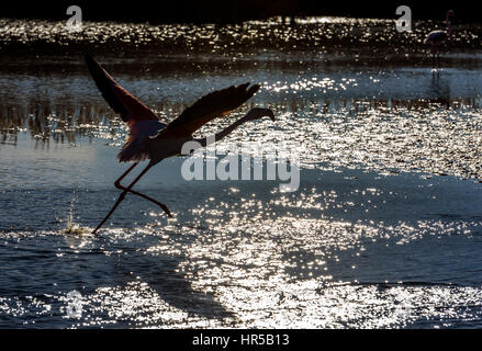 Une silhouette photo d'un flamant rose qui décolle au coucher du soleil en camargue , France. Banque D'Images