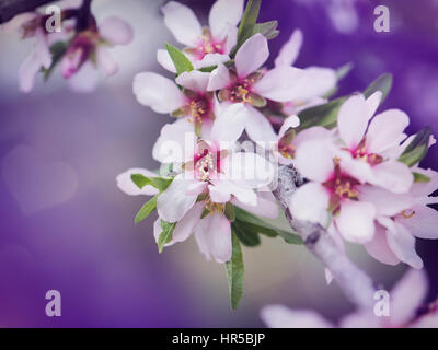 Belles fleurs pourpre almandry Close-up Banque D'Images