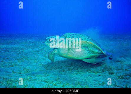 Une tortue verte (Chelonia mydas) décoller de l'herbe, la mer avec un suckerfish (Remora remora) attaché à son ventre. Liste rouge de l'UICN en danger. Mer Rouge. Banque D'Images