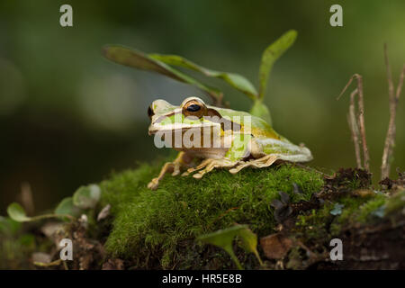 Rainette, masqués Smilisca phaeota, vit dans la forêt tropicale du Nicaragua à la Colombie. Photographié au Costa Rica. Banque D'Images