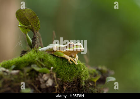 Rainette, masqués Smilisca phaeota, vit dans la forêt tropicale du Nicaragua à la Colombie. Photographié au Costa Rica. Banque D'Images