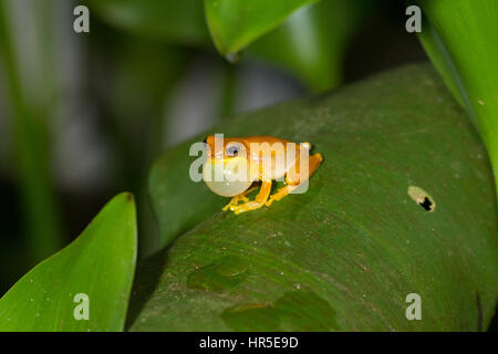 La petite Grenouille à tête, Dendropsophus microcephalus, est un arbre répandu dans les forêts tropicales humides de la grenouille du Mexique au Brésil. Cet homme est c Banque D'Images