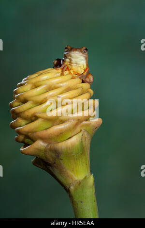 La petite Grenouille à tête, Dendropsophus microcephalus, est un arbre répandu dans les forêts tropicales humides de la grenouille du Mexique au Brésil. Banque D'Images