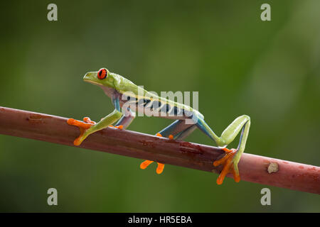 Le rouge--grenouille arboricole aux yeux rouges ou, agalychnis callidryas, vit dans les forêts tropicales humides de l'Amérique néotropicale, du Mexique à l'inclusion, Colombie-Britannique Banque D'Images