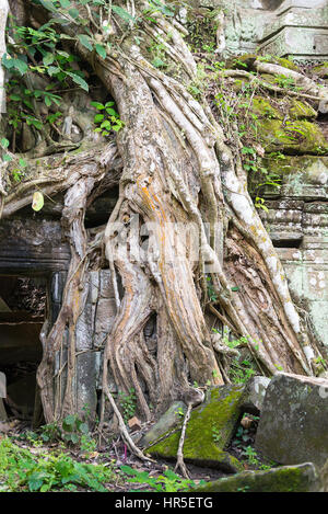 Les racines des arbres Angkor Wat un jour d'été. Banque D'Images