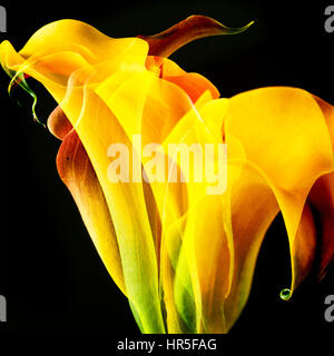 Fleurs Calla Lily jaune abstract, artistique composé de beaucoup de fleurs Banque D'Images