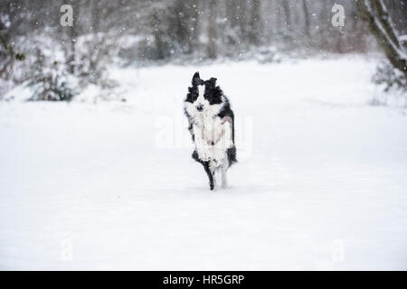 Border Collie dans la neige. Banque D'Images