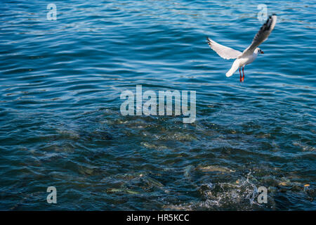 Chasse seagull poissons. avlayan balik marti Banque D'Images