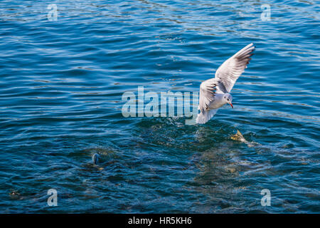 Chasse seagull poissons. avlayan balik marti Banque D'Images