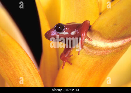 Le Poison fantasmatique, Grenouille Epipedobates tricolor, est une espèce en voie de disparition de poison dart frog trouvés seulement en Équateur. Banque D'Images