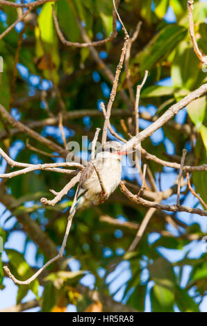 (Halcyon chelicuti Striped kingfisher) parc forestier de Bijilo Gambie Banque D'Images