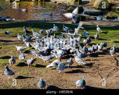 L'alimentation des pigeons dans le Queens Park Loughborough Leicestershire UK Banque D'Images