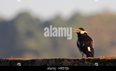 Les oiseaux de sous-continent indien - Vous permet de s'envoler avec la plus belle des espèces vivantes et de la planète... Banque D'Images