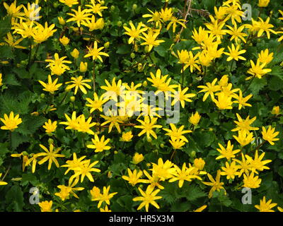 Lesser celandines sur une banque d'herbe dans un pays en voie de Harlange, Hertfordshire. Banque D'Images