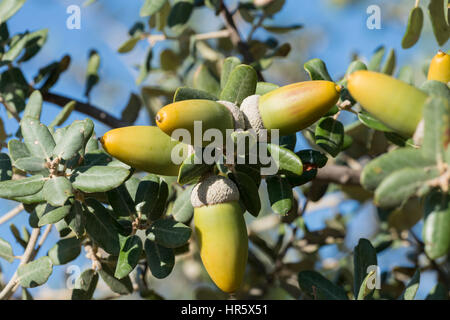 Chêne Vert de l'Ouest ((Quercus ilex ssp.ballota (Q. rotundifolia)), les glands Banque D'Images