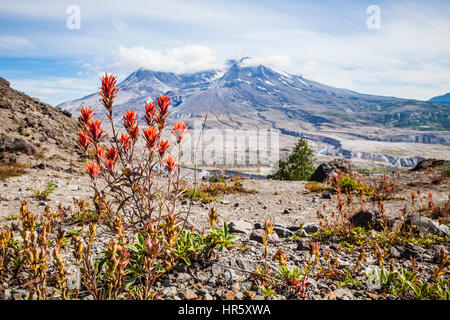 Fleurs sauvages et de Mont Saint Helens dans Mont St Helens Monument Volcanique National, Washington, USA. Banque D'Images